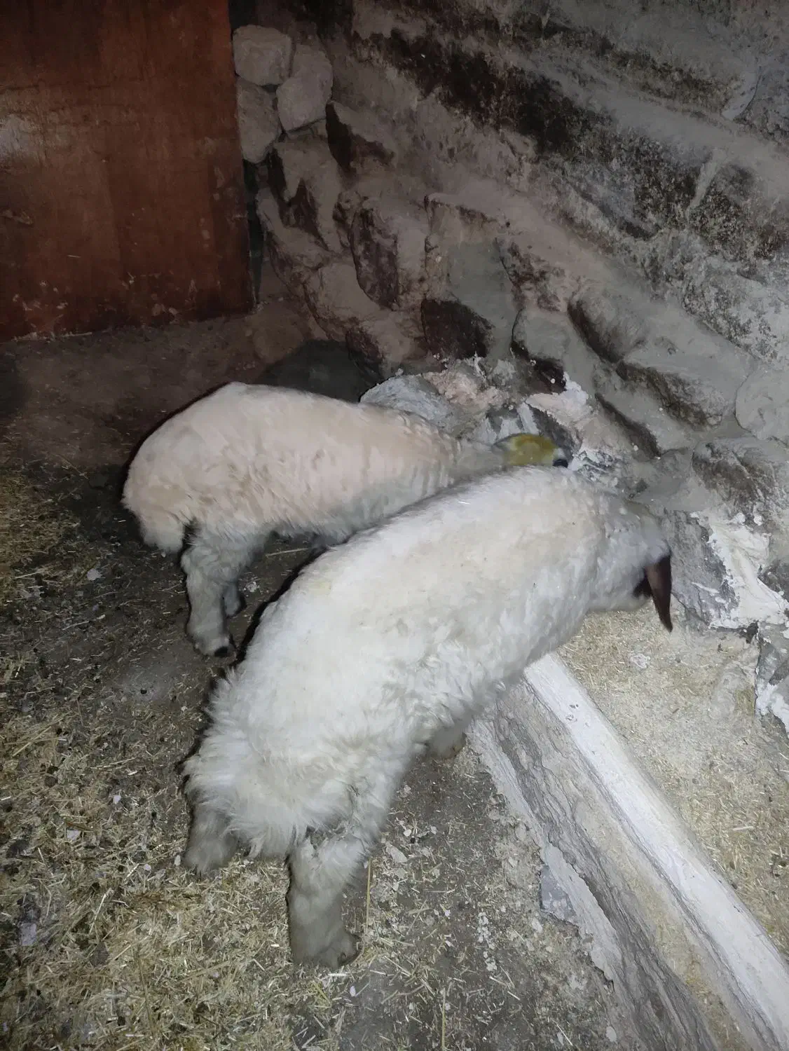 گوسفندوبره|حیوانات مزرعه|کرمانشاه, |دیوار