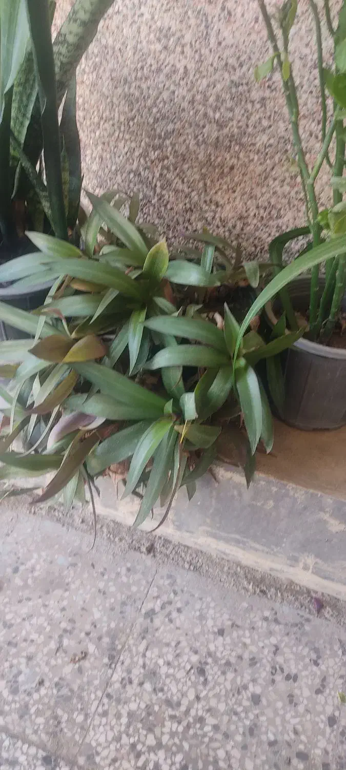 گل های شاداب و سرحال|گل و گیاه طبیعی|چابهار, |دیوار