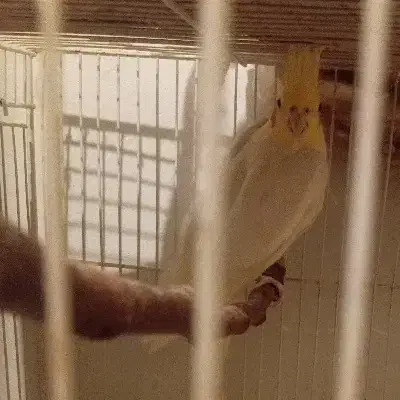 عروس|پرنده|مشهد, قائم|دیوار