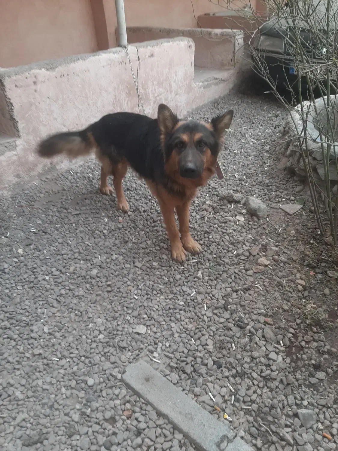 فروش سگ ژرمن شیپر اصل نژاد خالص|سگ|قزوین, |دیوار