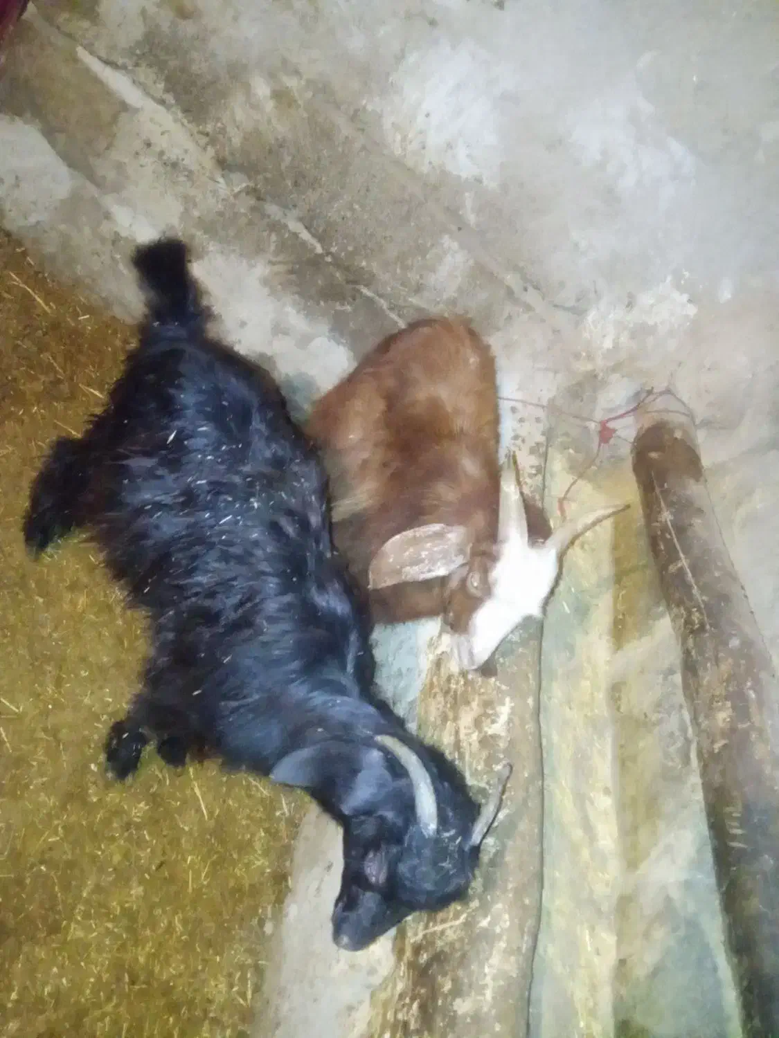 بزغاله|حیوانات مزرعه|کنگاور, |دیوار