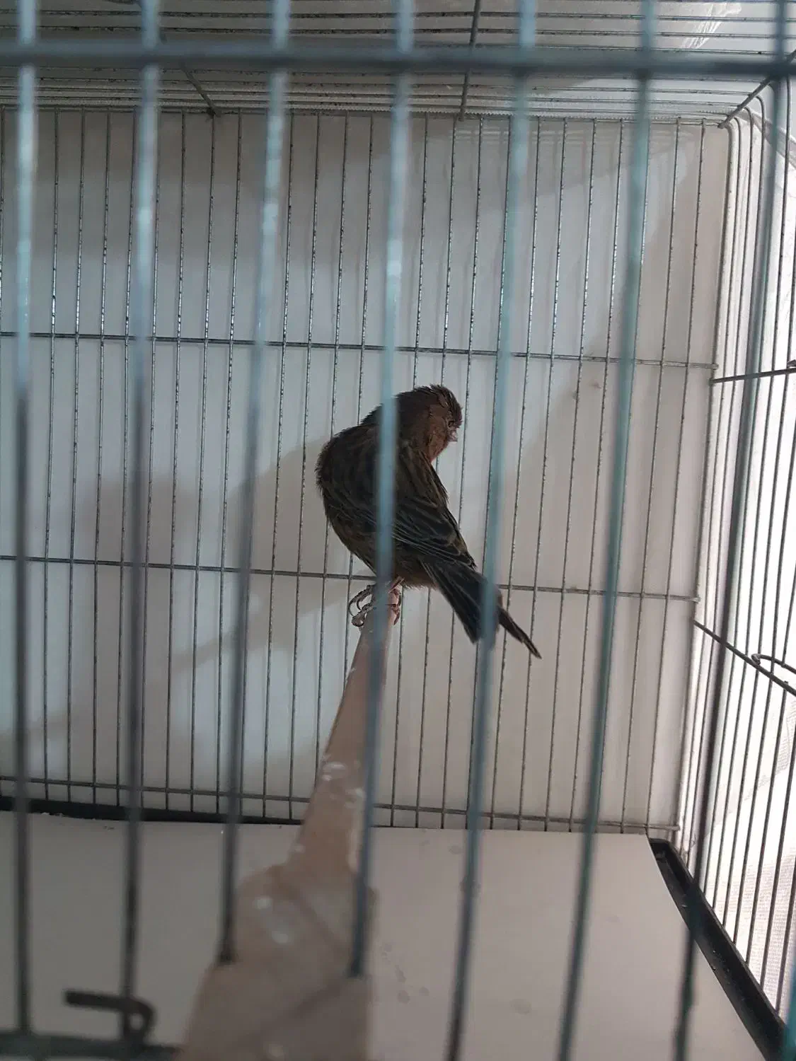 قناری نروماده سرخ|پرنده|تهران, جیحون|دیوار