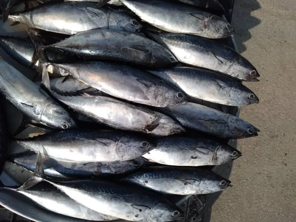 ماهی|ماهی|بندر امام خمینی, |دیوار