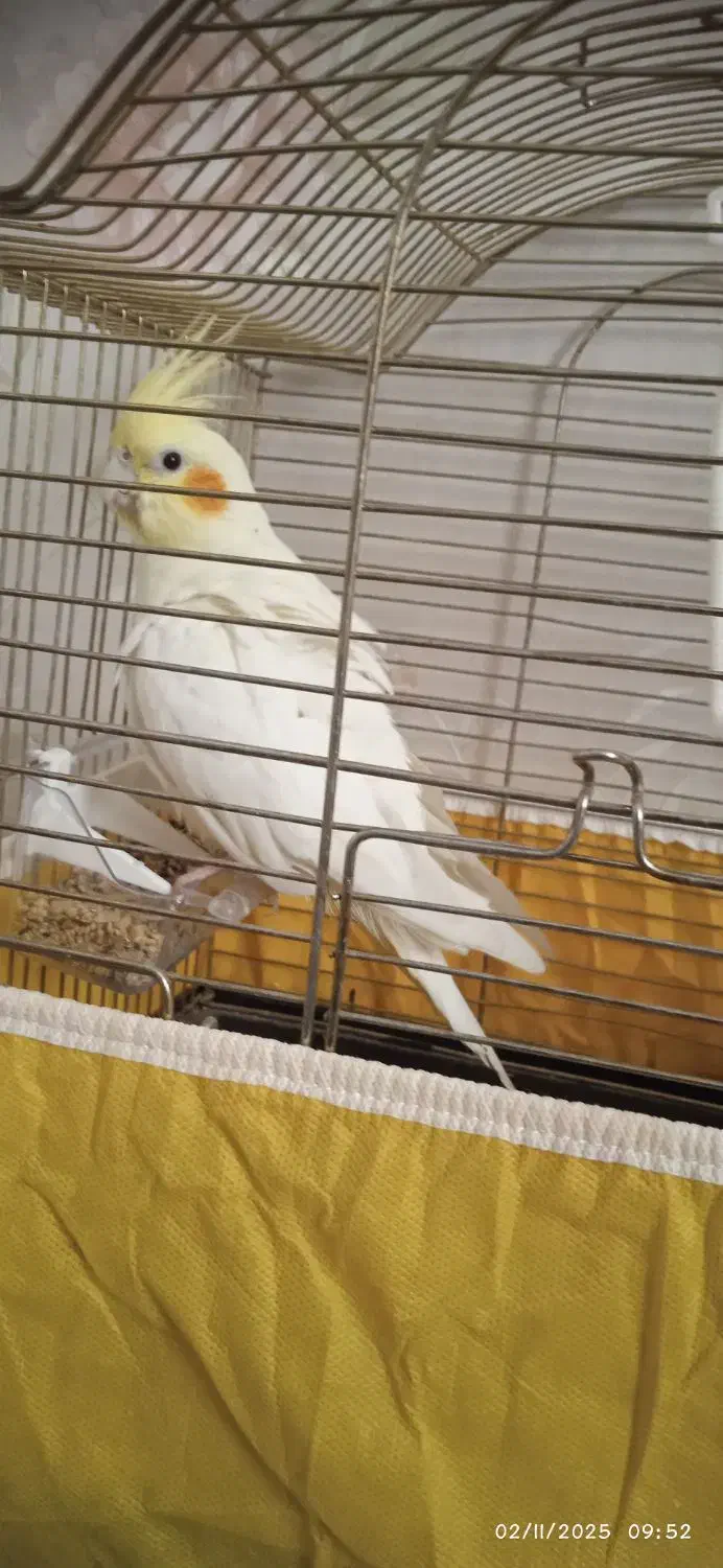 عروس هلندی لوتینو|پرنده|تهران, فلاح|دیوار