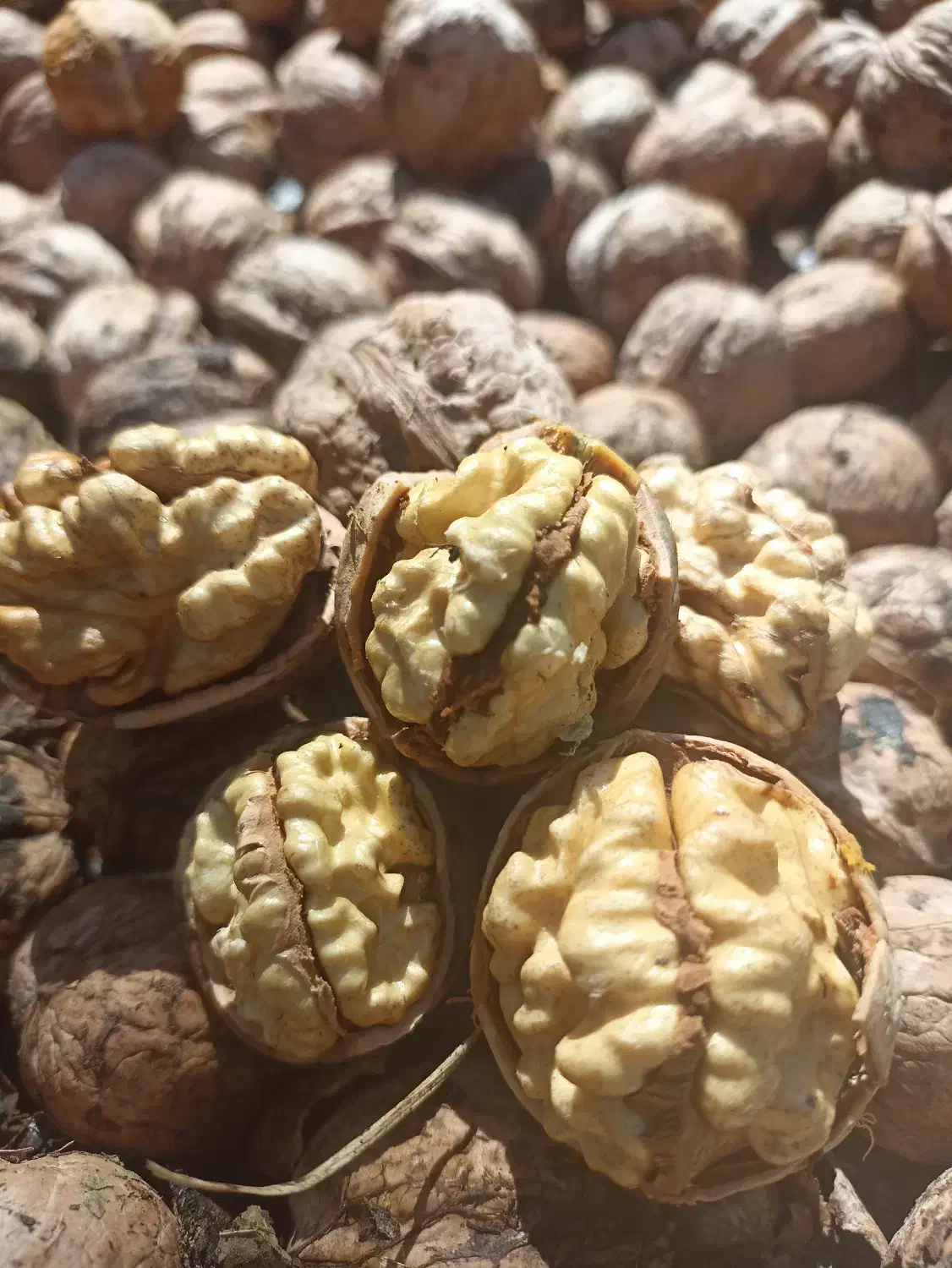 گردو|خوردنی و آشامیدنی|شاهین دژ, |دیوار