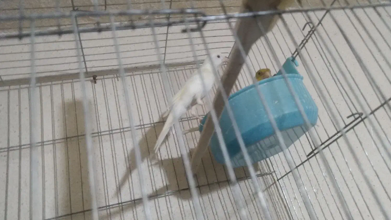 سهره خاکی|پرنده|مرودشت, ژیان|دیوار