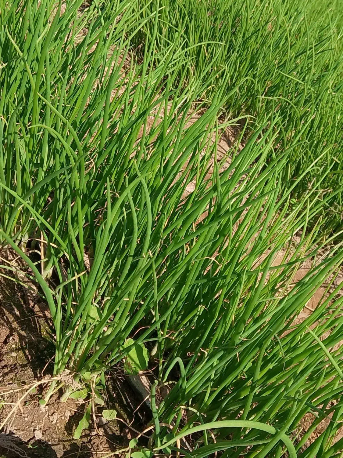 نشا پیاز مینروا|خدمات باغبانی و درختکاری|عنبرآباد, |دیوار