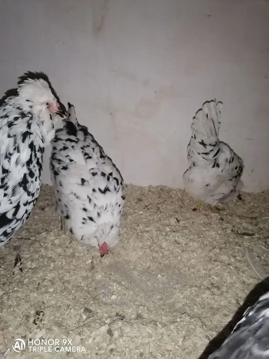 تخم گلین|حیوانات مزرعه|بروجرد, |دیوار