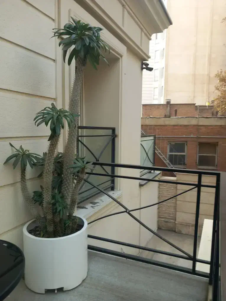 فروش درخچه لوکس ماداگاسکار با گلدان فلزی سفارشی|گل و گیاه طبیعی|تهران, چیذر|دیوار