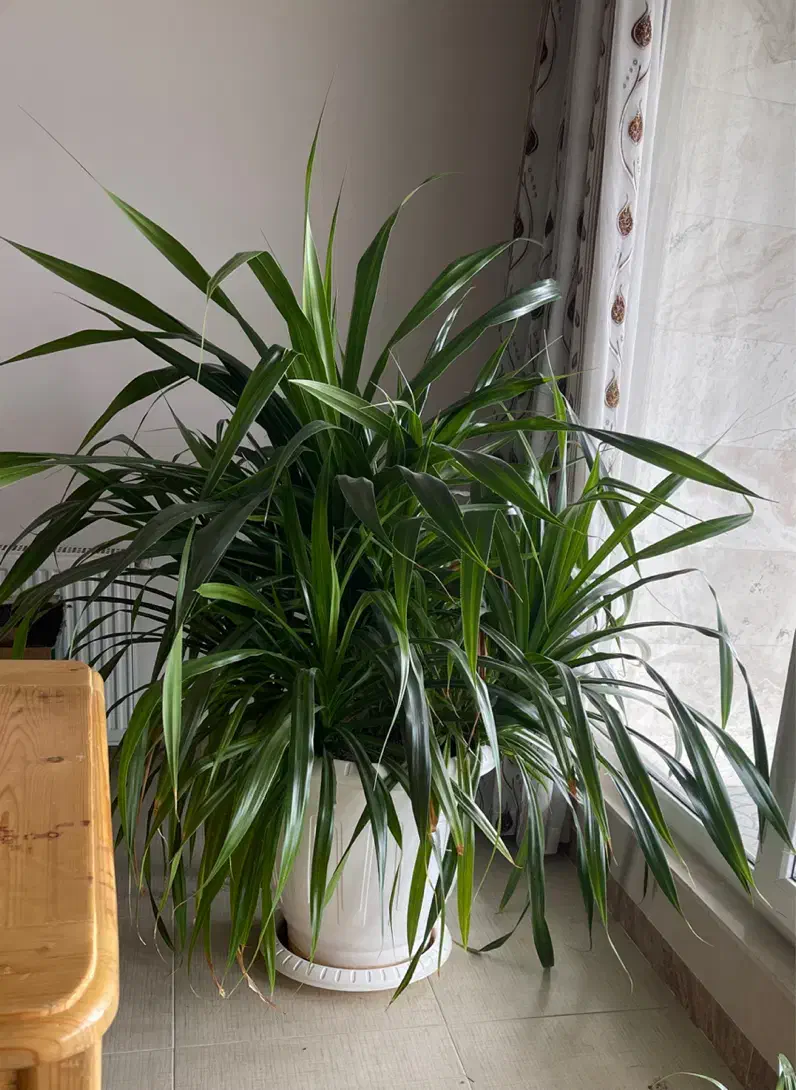 فروش گل|گل و گیاه طبیعی|سقز, |دیوار