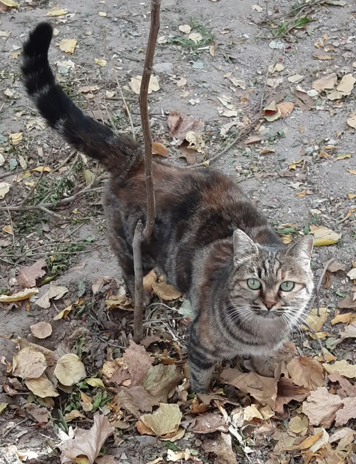 واگذاری گربه خاص|گربه|یزد, |دیوار