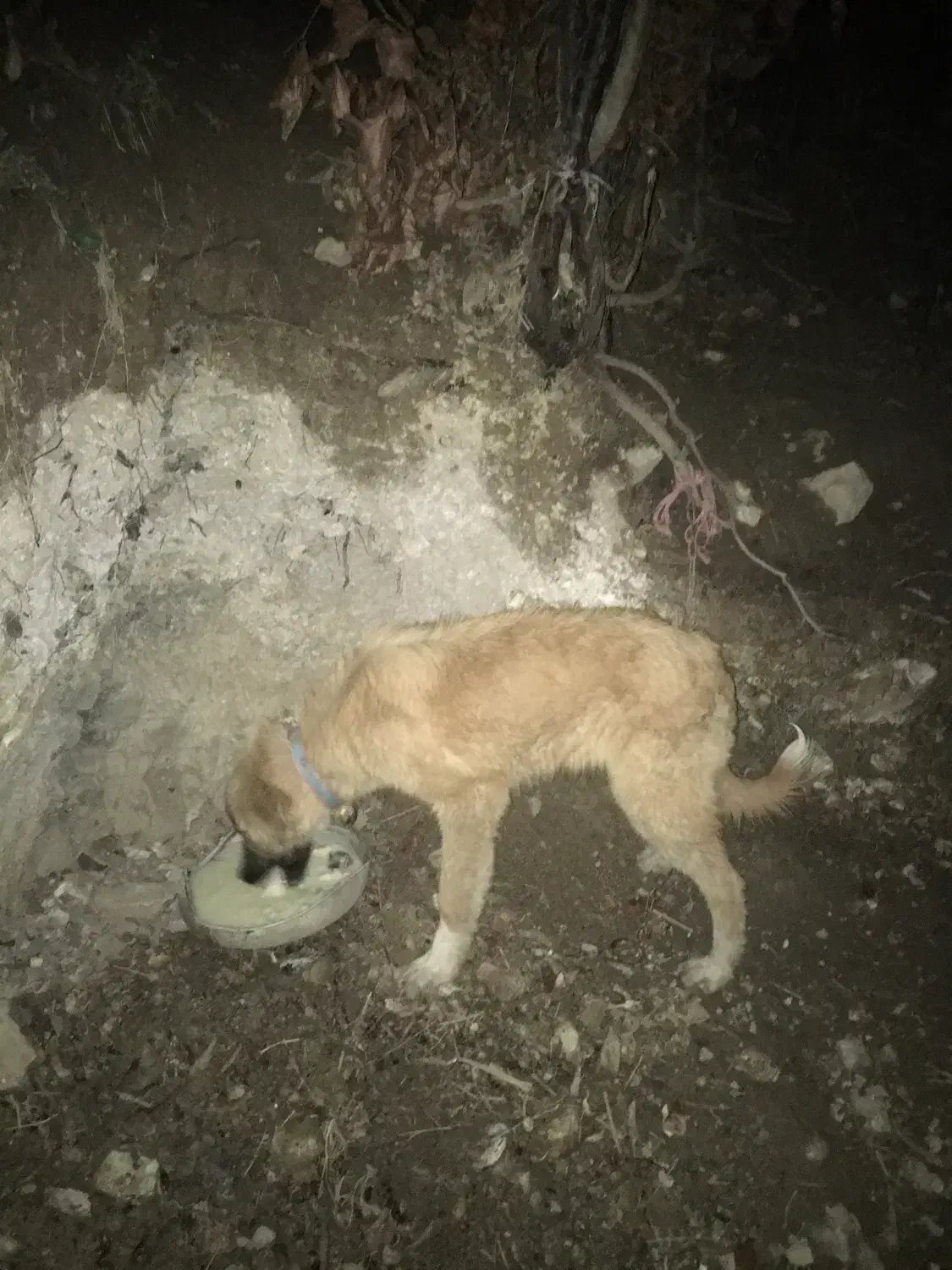 فروش کوتکه نر گالشی|سگ|رحیمآباد, |دیوار