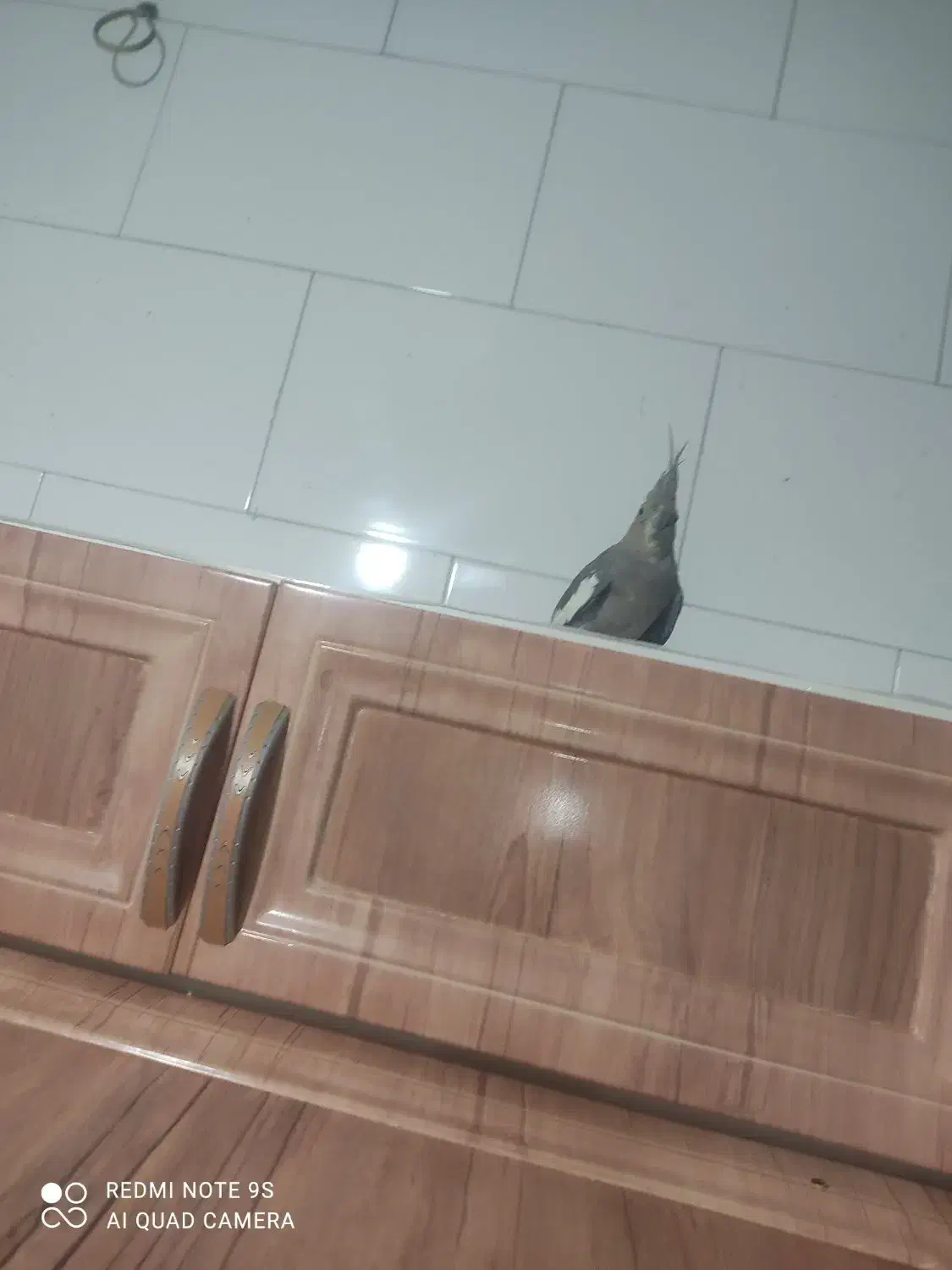 پرنده|پرنده|مرودشت, محمد آباد|دیوار