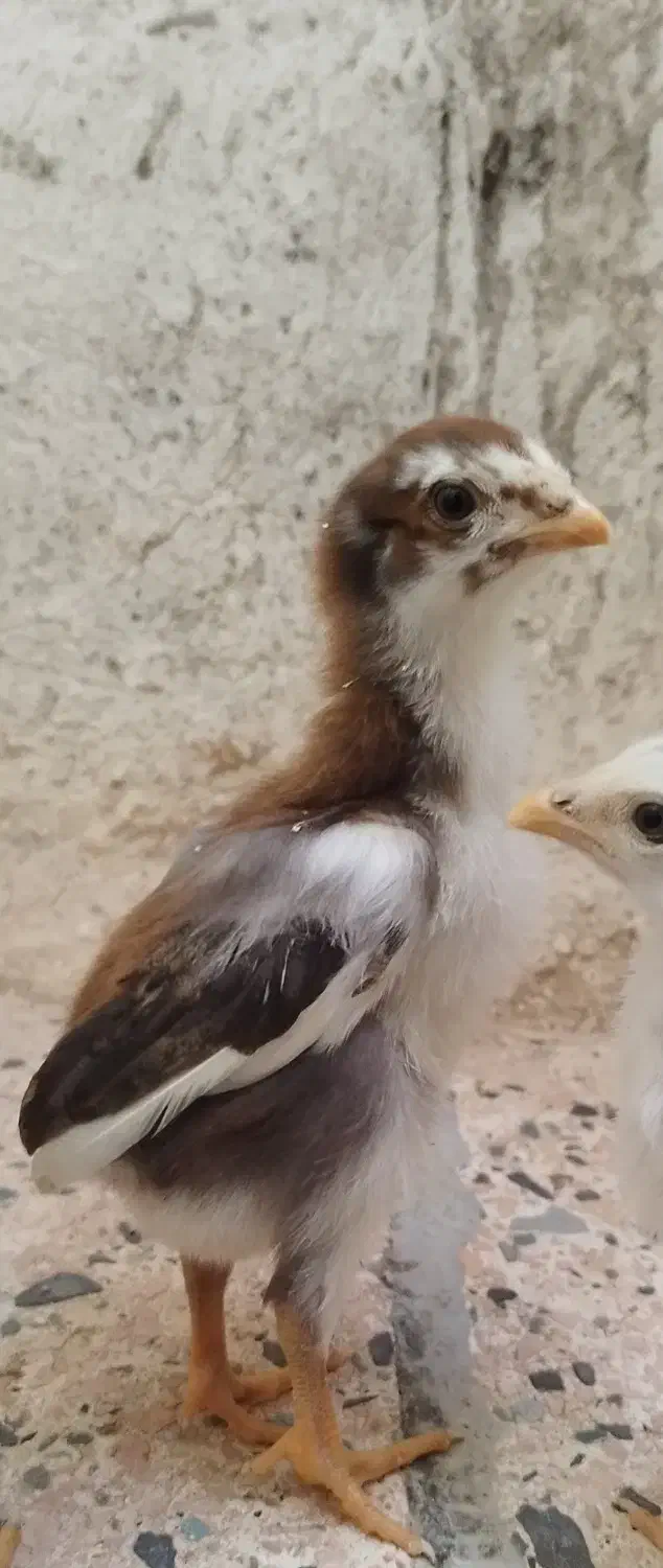 دو تا جوجه خروس لاری ۵ماهه و ۱ماهه|حیوانات مزرعه|اهر, |دیوار