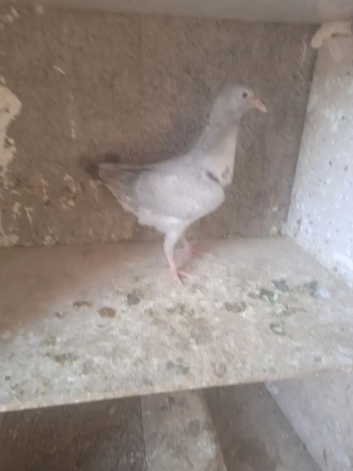 جوجه موقلف های بی عیب|پرنده|اقبالیه, |دیوار