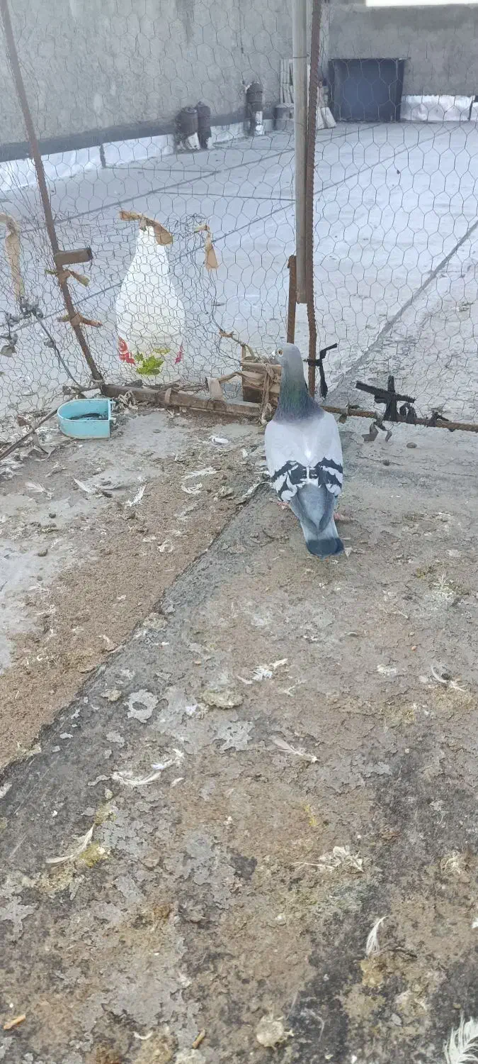 نر دوخط|پرنده|بروجرد, |دیوار