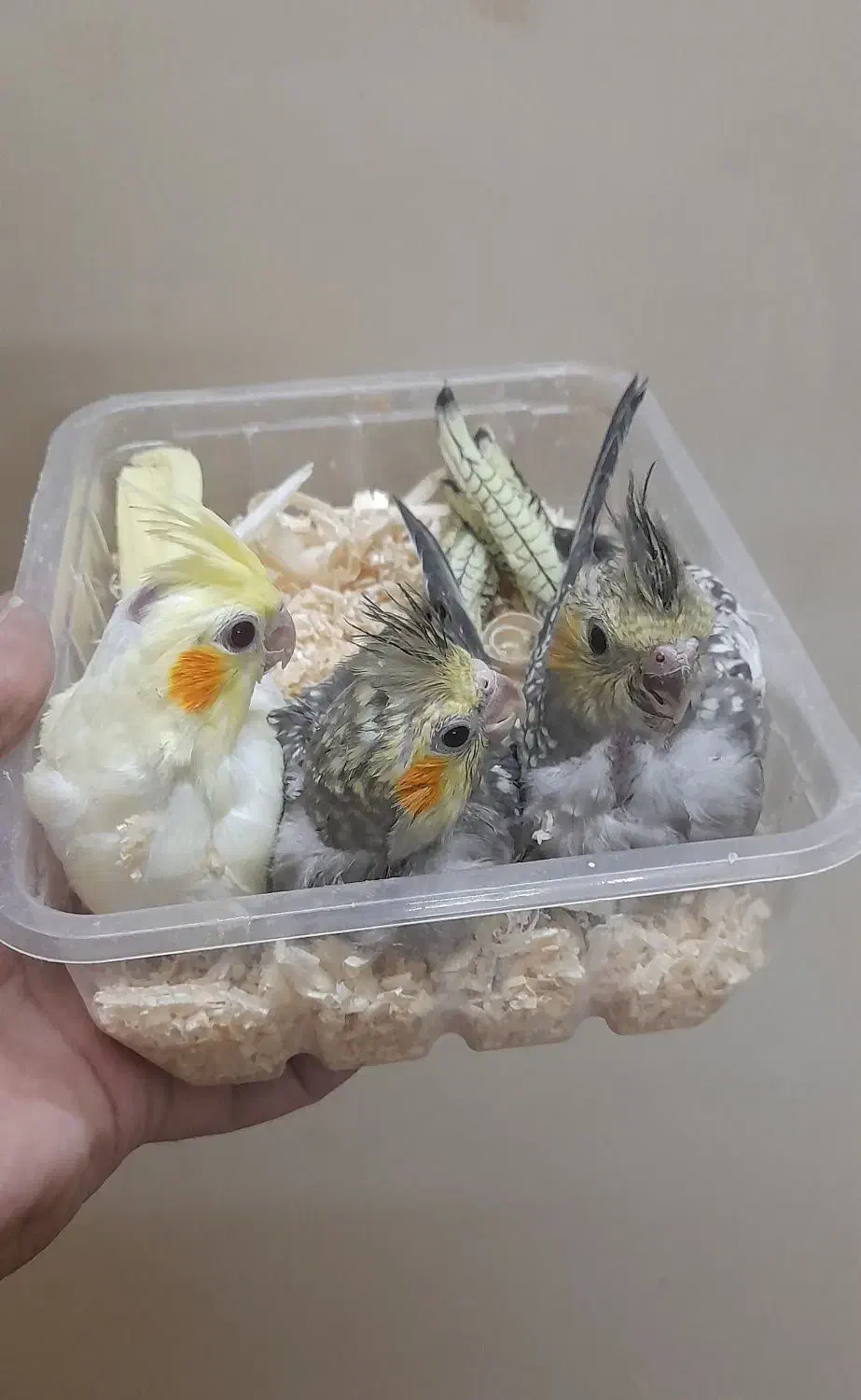 جوجه عروس هلندی|پرنده|مشهد, آزادشهر|دیوار