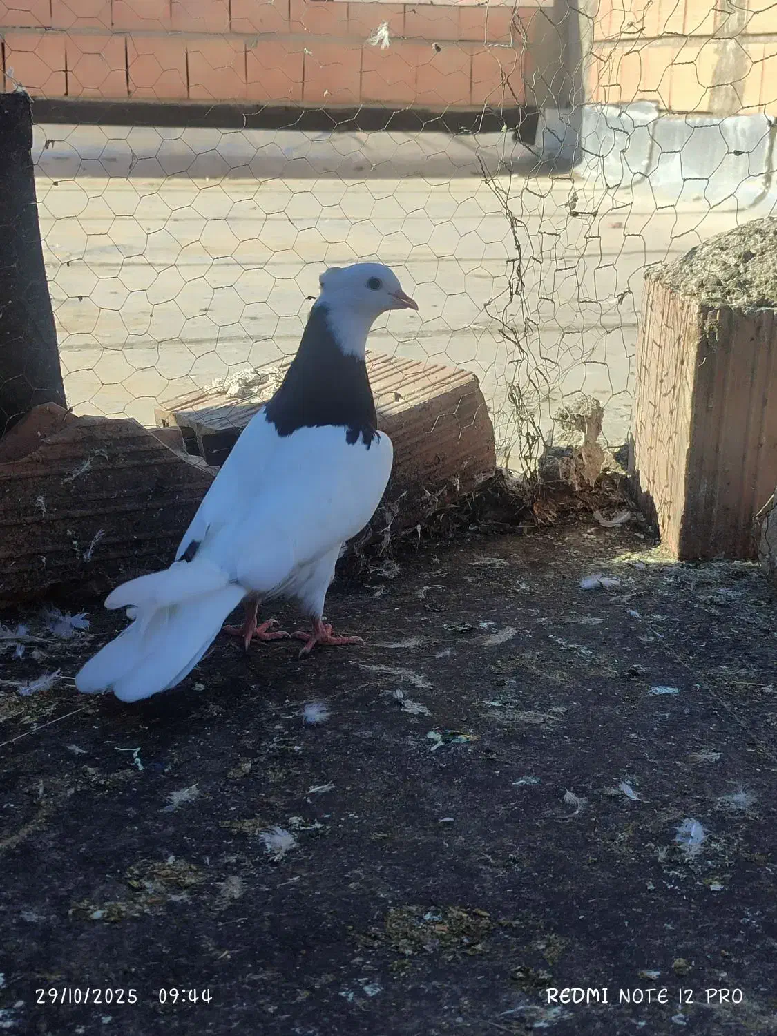 کبوتر رنگی المانی ناجلد|پرنده|گالیکش, |دیوار