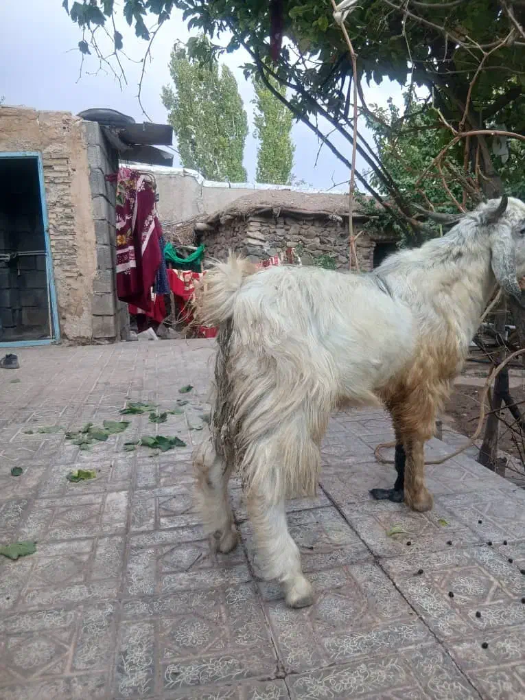 فروش مرغ گلین چابهاری و محلی|حیوانات مزرعه|بافت, |دیوار