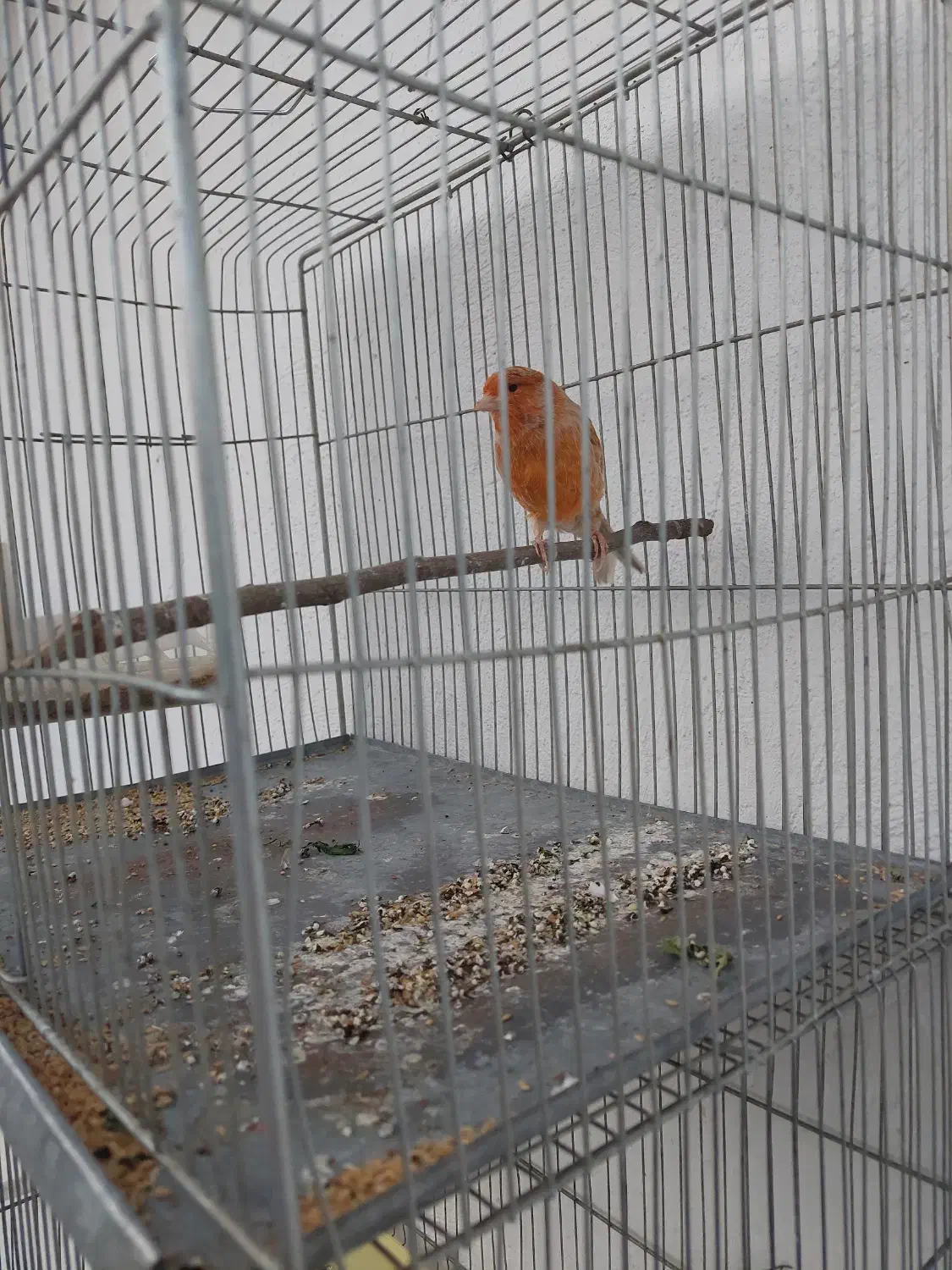 قناری آهویی سرخ نر|پرنده|صدرا-فارس, فاز ۱|دیوار