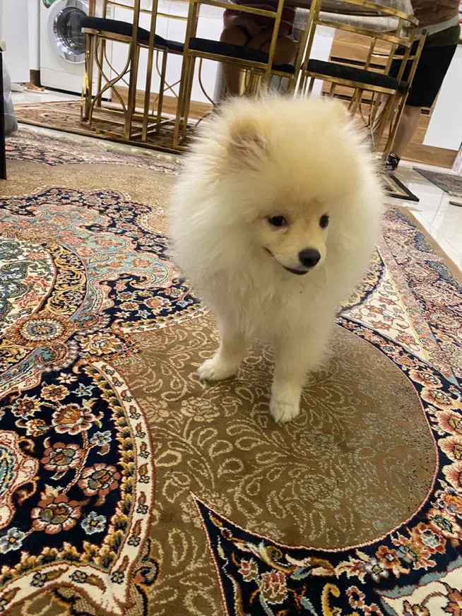 پامر خرسی|سگ|تهران, فردوس|دیوار