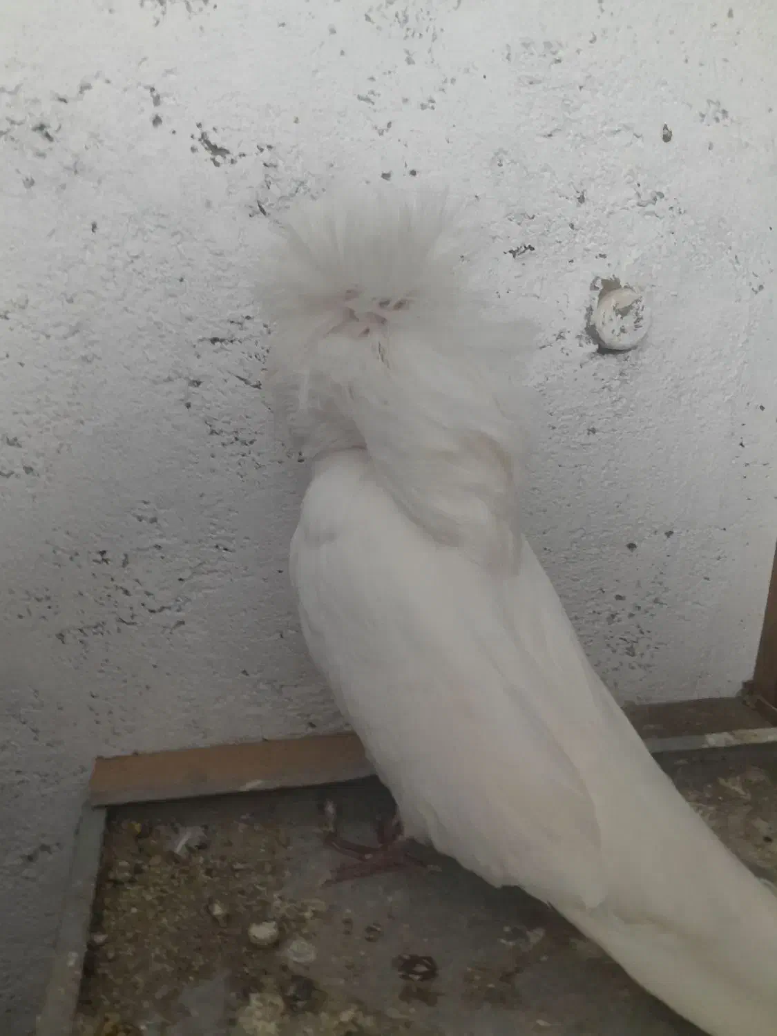 کبوتر شامپیون زینتی|پرنده|چمستان, |دیوار