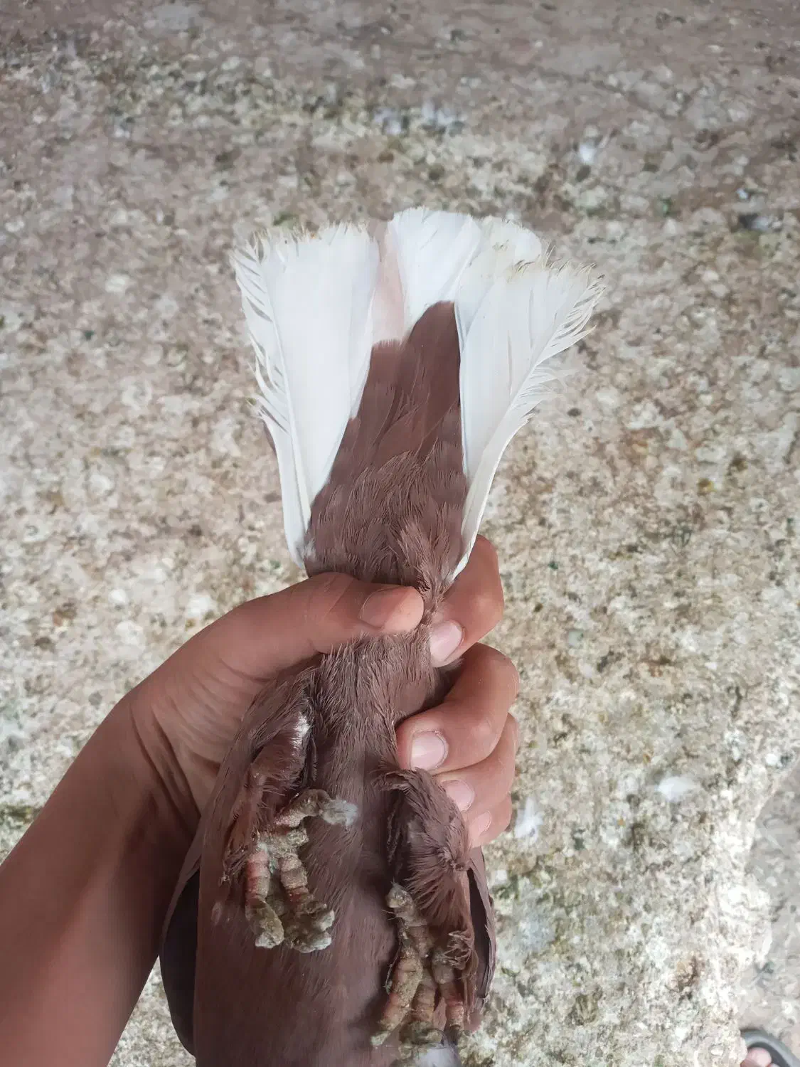 جفت دم سفید اسطوره|پرنده|زرند, |دیوار