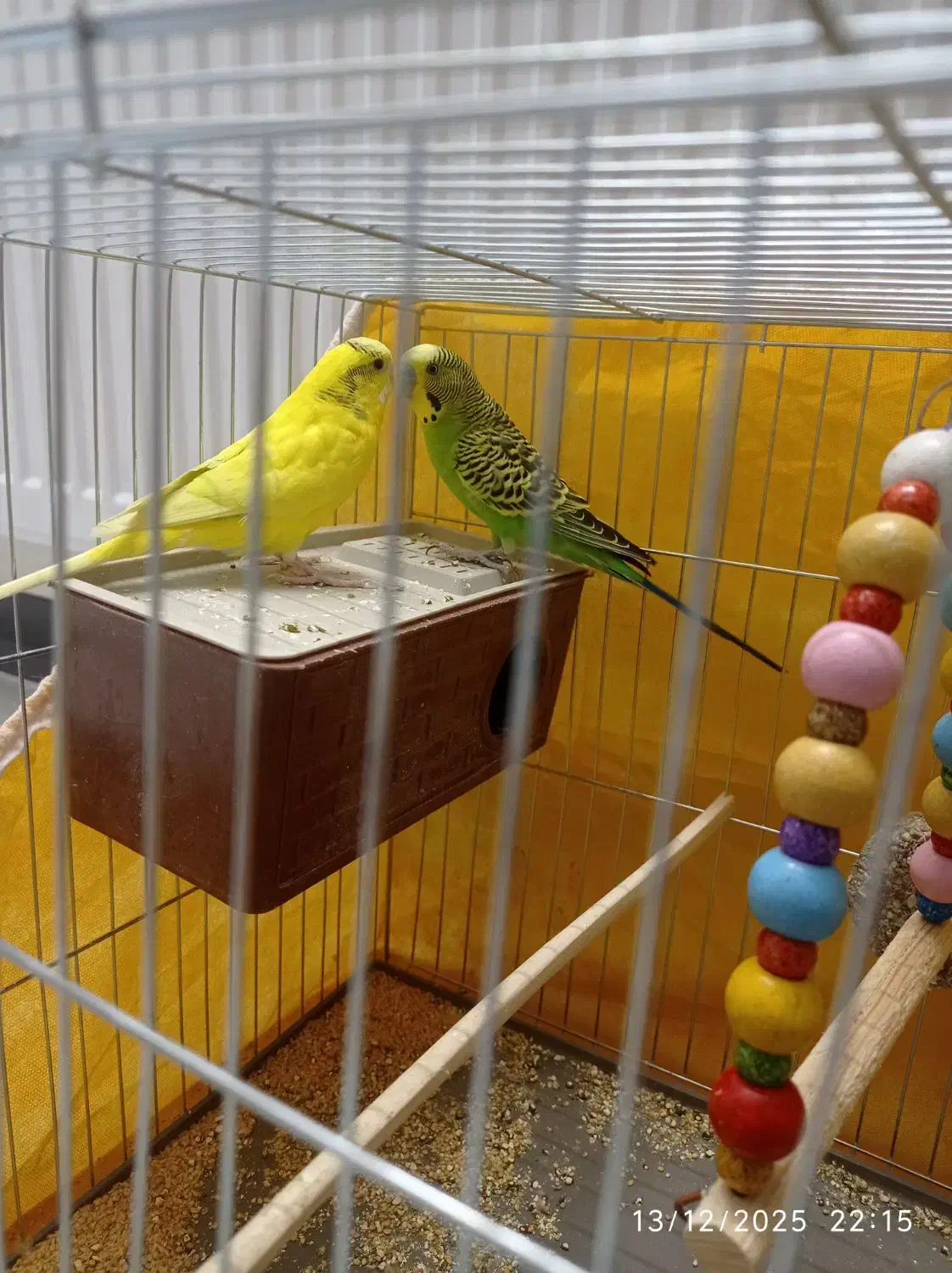 یک جفت مرغ عشق|پرنده|شاهینشهر, خانه کارگر|دیوار