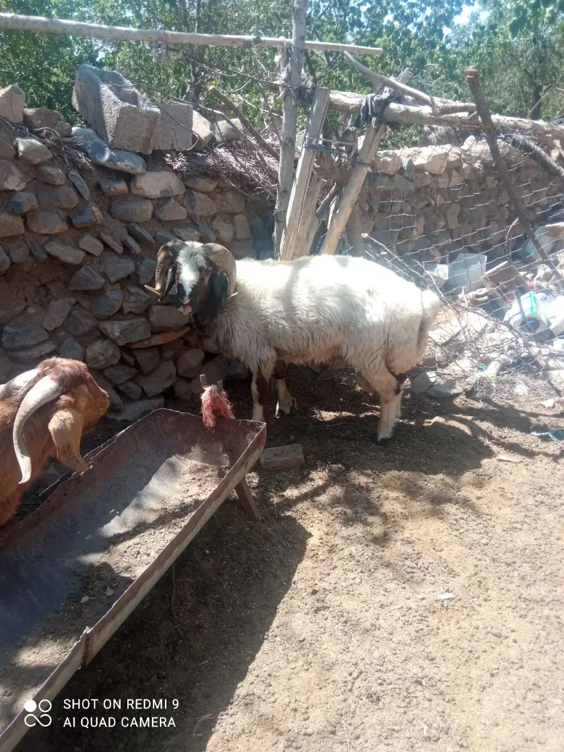 قوچ دورگ شال شیرازی میش رون|حیوانات مزرعه|بافت, |دیوار