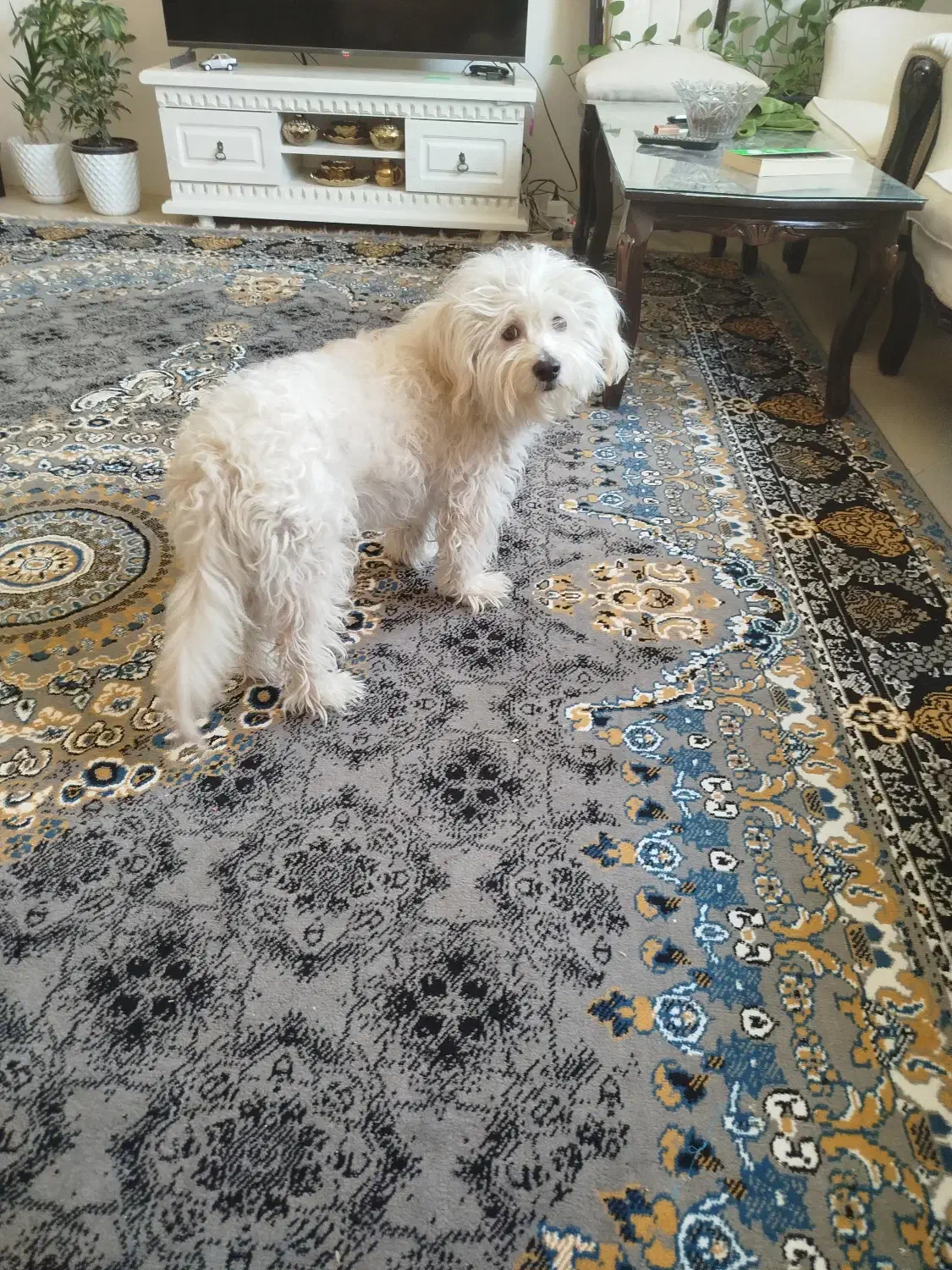 سگ پا کوتاه شیتزو تریر|سگ|گلبهار, شهر جدید گلبهار|دیوار