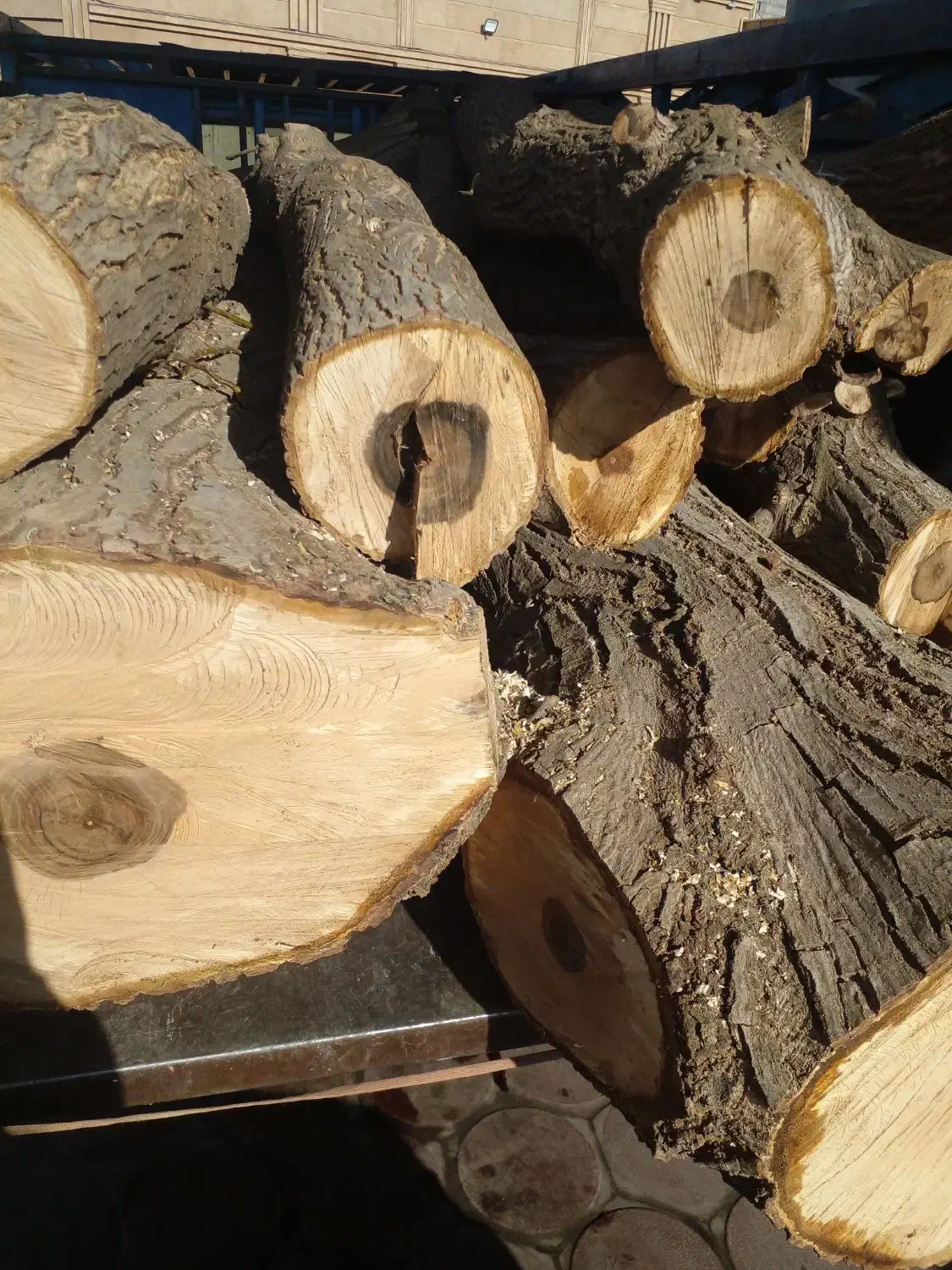 خرید انواع درخت|خدمات باغبانی و درختکاری|سنندج, |دیوار