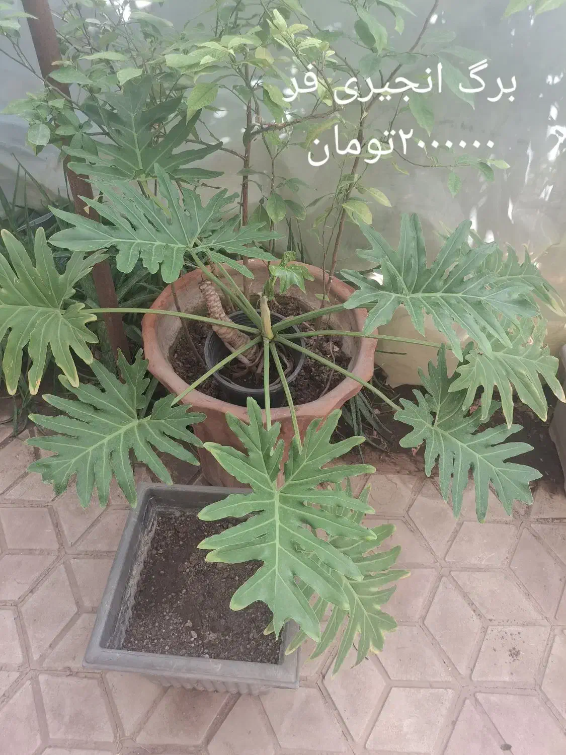 گل و گیاهان طبیعی|گل و گیاه طبیعی|شیراز, فرهنگ شهر|دیوار