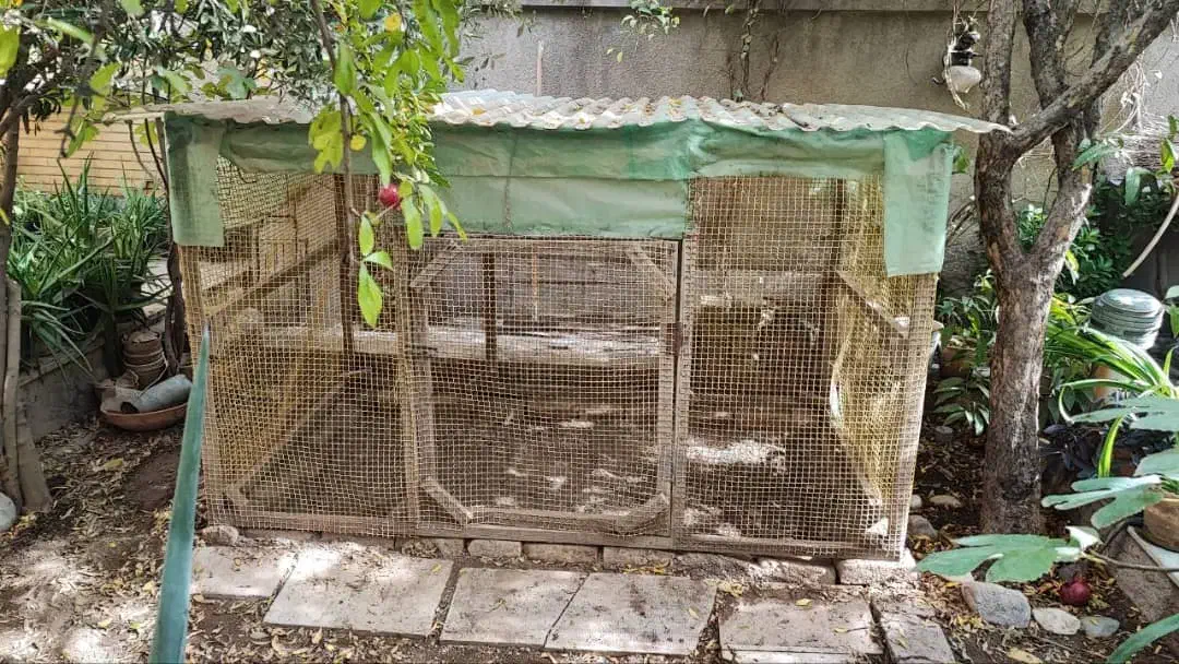 قفس چوبی مرغ و خروس|لوازم جانبی حیوانات|قیامدشت - خاورشهر, |دیوار