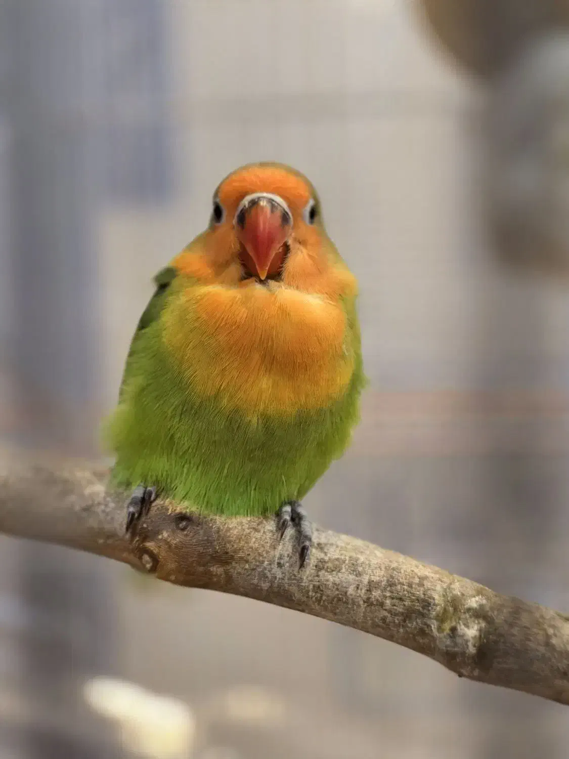 طوطی برزیلی کوتوله تپل دونخور شده|پرنده|تهران, کوی بیمه|دیوار