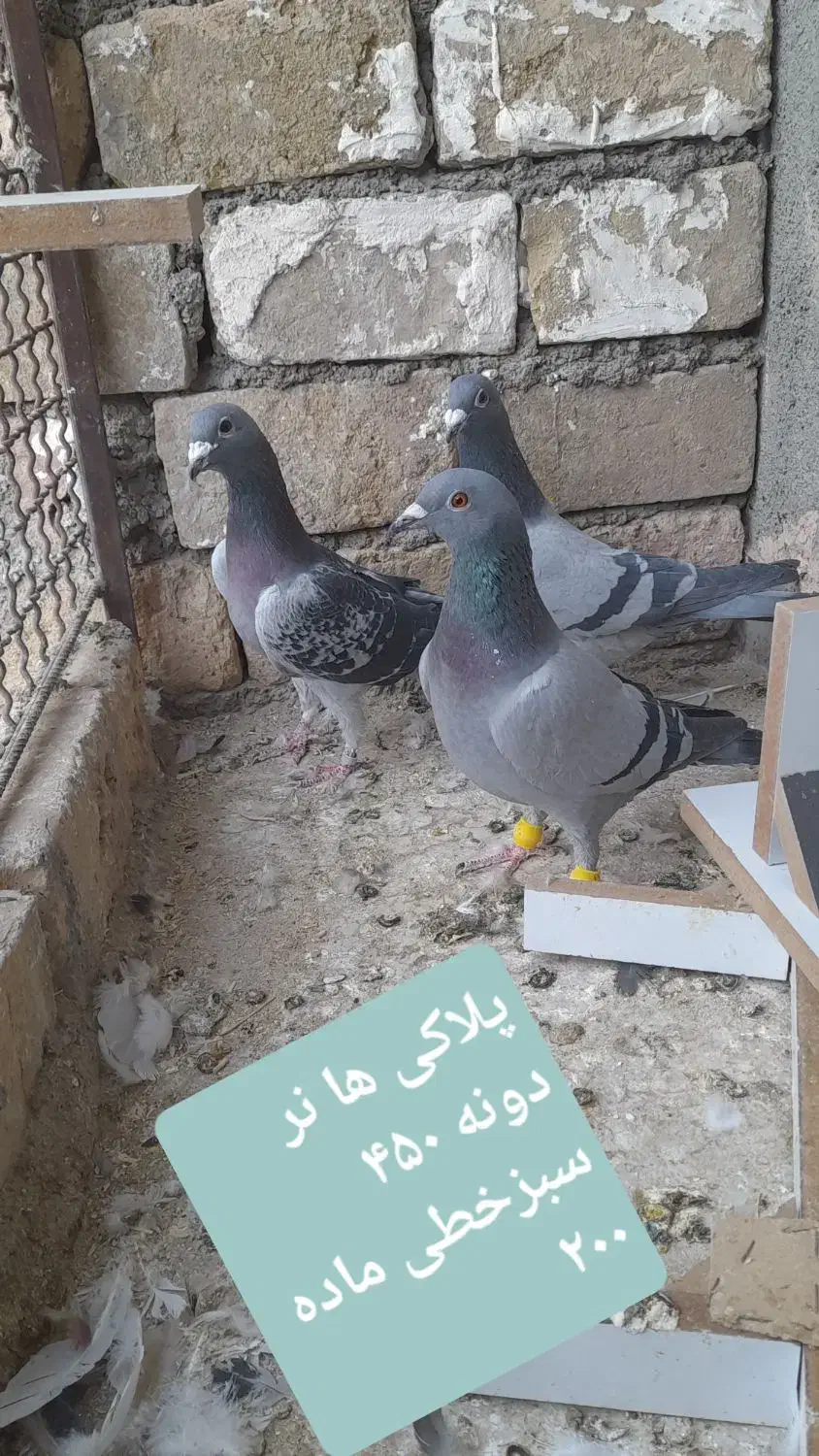 کبوتر گرفتنی و جوانه|پرنده|سبزوار, پاسداران|دیوار