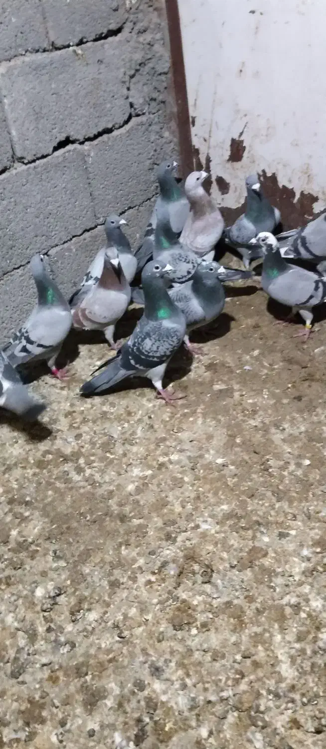 پلاکی|پرنده|اردبیل, |دیوار