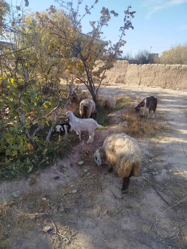 گوسفندوبز همراه کهره فروشی|حیوانات مزرعه|ماهان, |دیوار