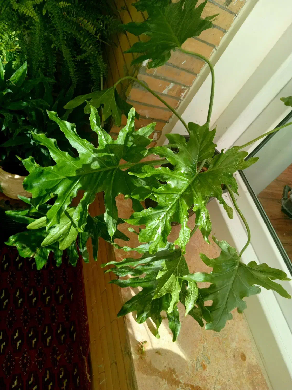 آنلاین شاپ گل|گل و گیاه طبیعی|گلبهار, شهر جدید گلبهار|دیوار