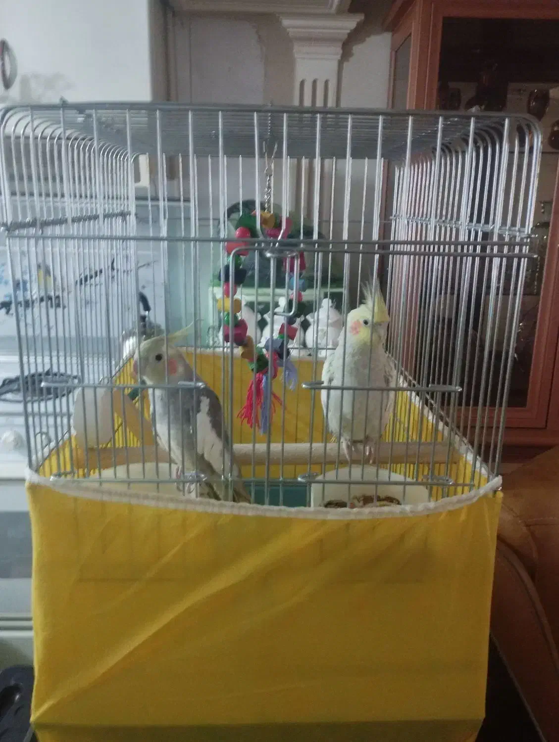 دو عدد عروس|پرنده|محمدیه-قزوین, |دیوار