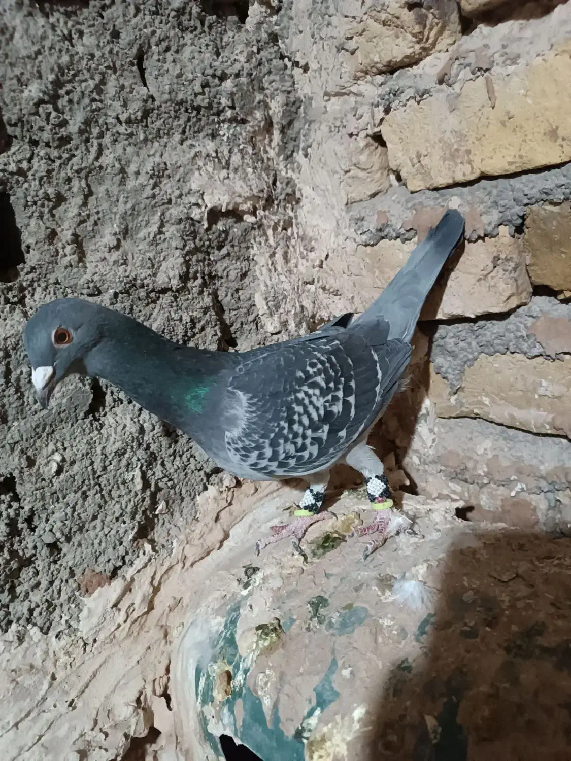 کفتر یا کبوتر|پرنده|تربتحیدریه, پائین ولایت|دیوار