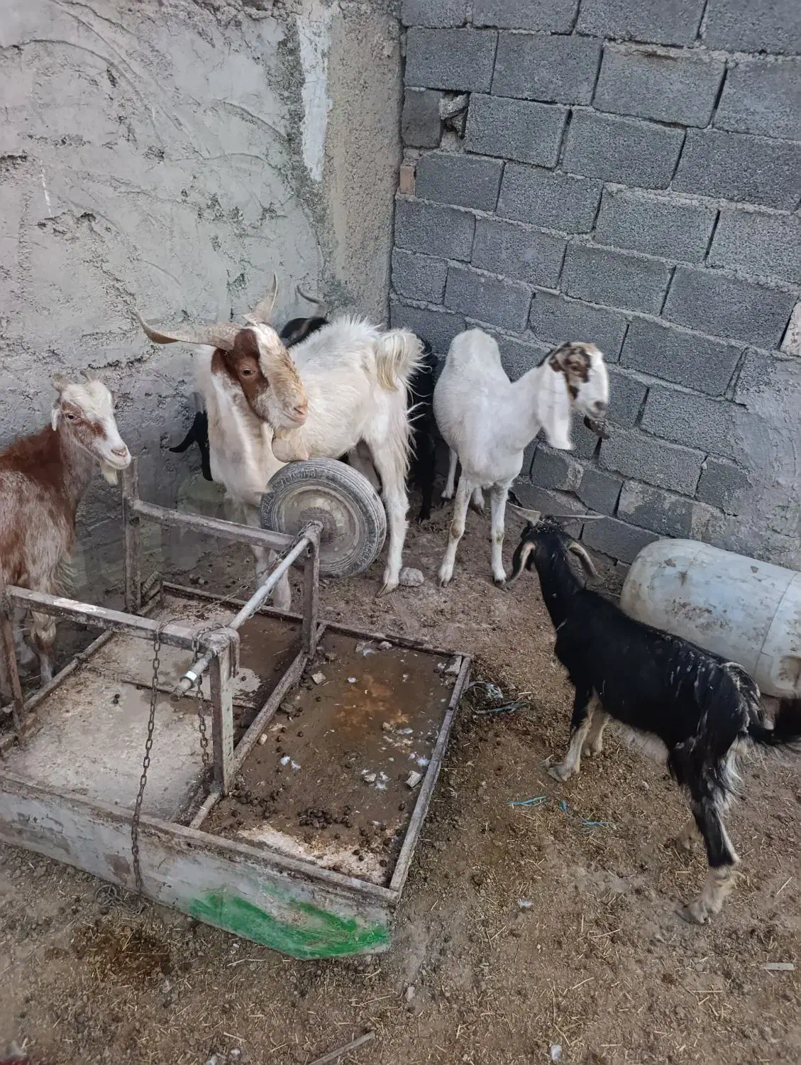 بز نر وماده آبستن|حیوانات مزرعه|شهریار, دهشاد بالا|دیوار