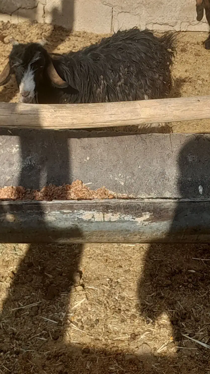 بره وکهره  بز چاق|حیوانات مزرعه|مرودشت, ده بید|دیوار