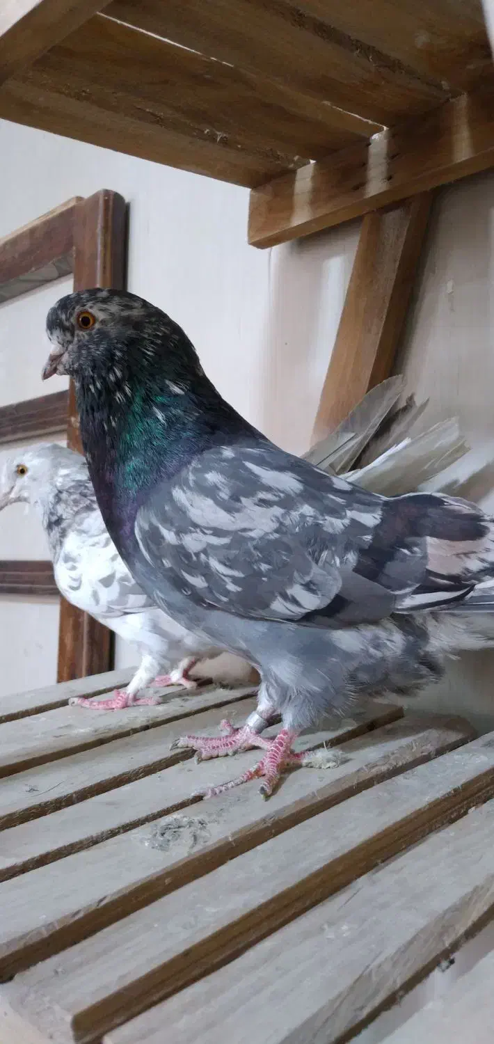 سرور 'هماسرور نروماده پرشی|پرنده|اصفهان, مصلی|دیوار