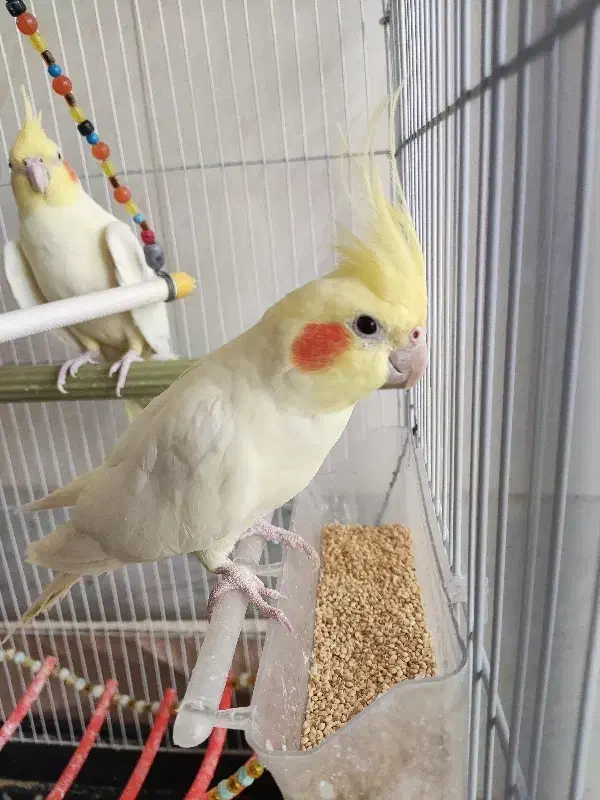 دو عدد عروس هلندی لوتینو نر سایز بزرگ|پرنده|بلداجی, |دیوار