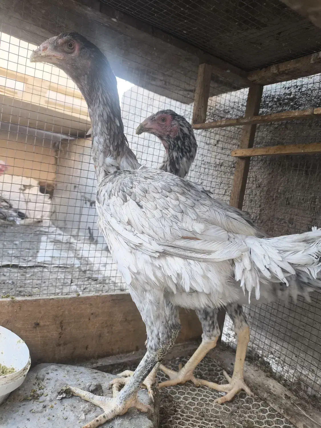 مرغ خروس لاری طوسی جفت طاوس|حیوانات مزرعه|بیرجند, |دیوار