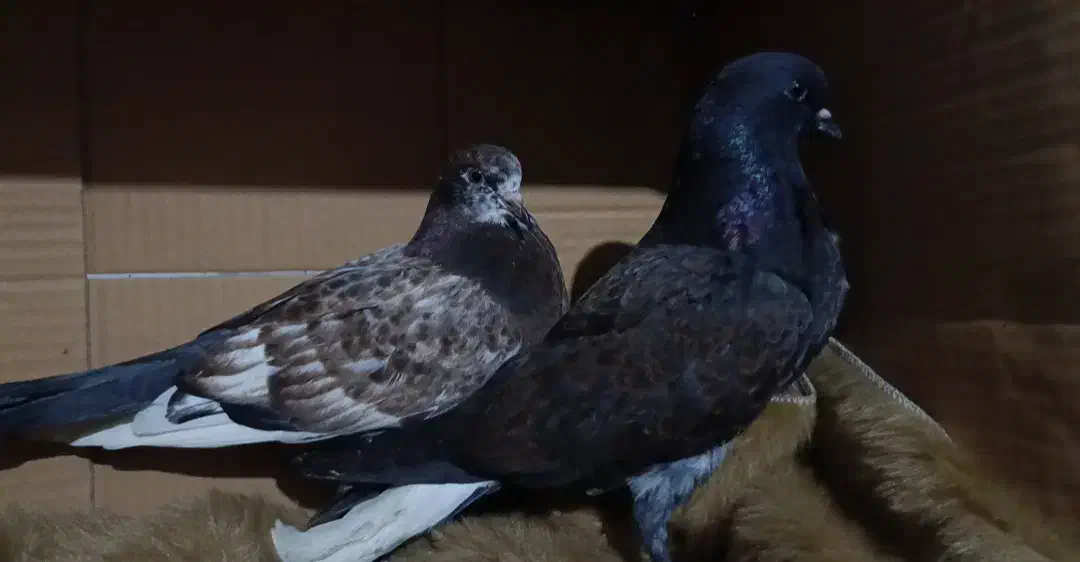 کبوتر پرشی|پرنده|رشت, کوی جام جم|دیوار