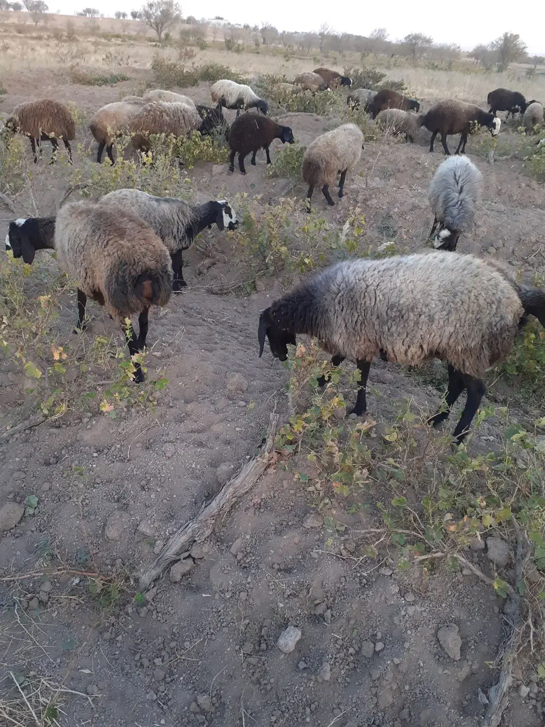 ۳۸ راس شیشک همه ابستن|حیوانات مزرعه|تاکستان, |دیوار