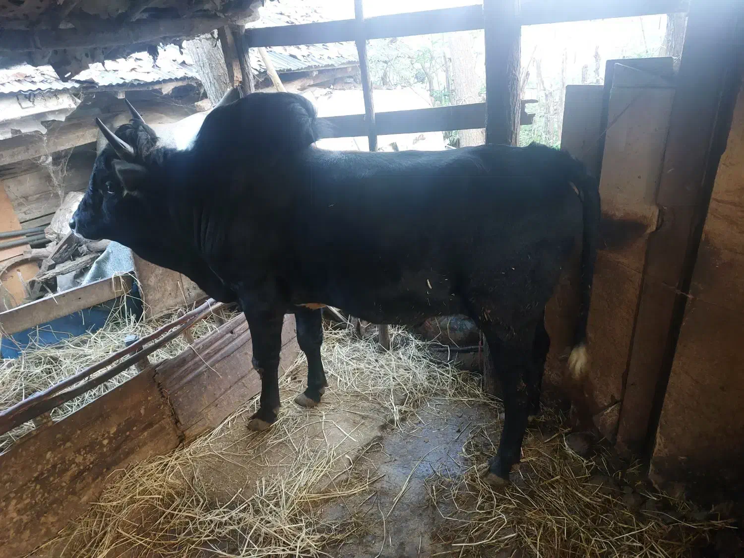 ورزا محلی هم داشتی هم گوشتی کم سن|حیوانات مزرعه|رشت, لاکان|دیوار