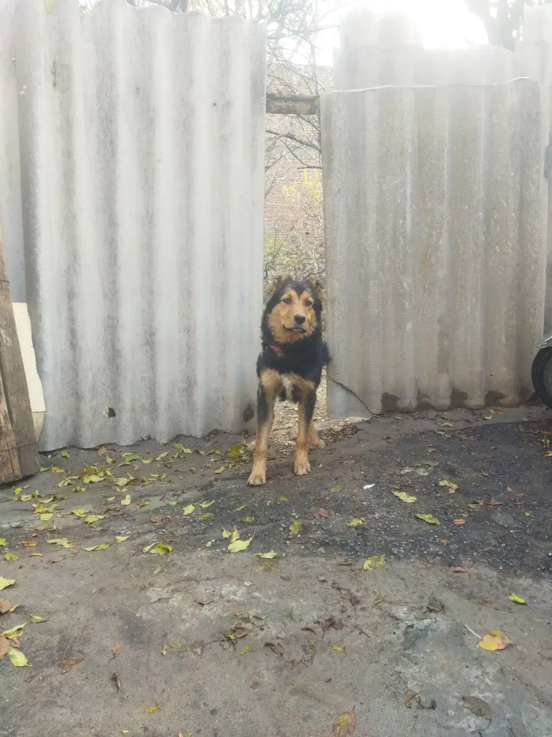 سگ ژرمن|سگ|تبریز, |دیوار