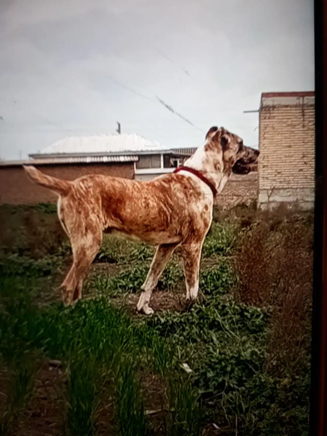 واگذاری سگ|سگ|تهران, بریانک|دیوار